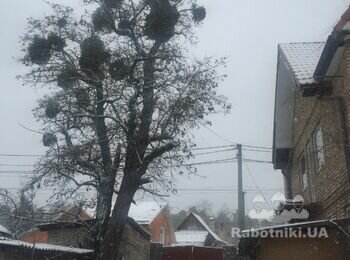 Потрібно зрізати дерево