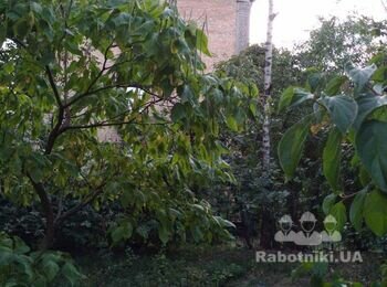 Спил дерева