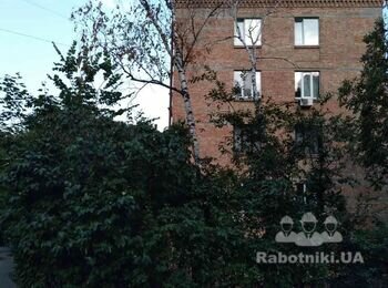 Спил дерева