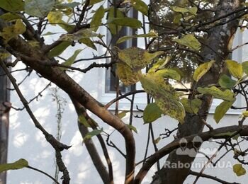 Обрезка плодовых деревьев, барышевка бориспольского района