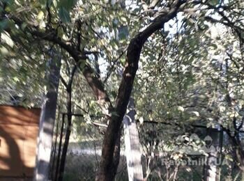 Обрезка плодовых деревьев, барышевка бориспольского района
