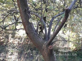 Обрезка плодовых деревьев, барышевка бориспольского района