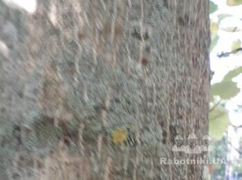 Обрезка плодовых деревьев, барышевка бориспольского района