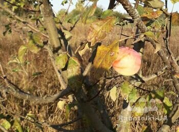 Обрезка плодовых деревьев, барышевка бориспольского района