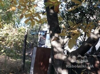 Обрезка плодовых деревьев, барышевка бориспольского района