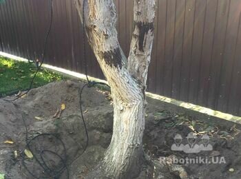Викорчувати дерево.