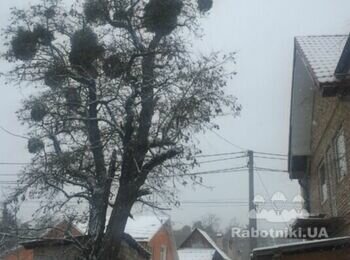 Потрібно зрізати дерево