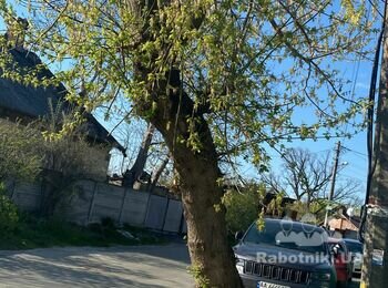 Викорчувати пінь, розпиляти стовбур