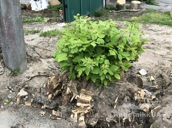 Выкорчевать пень