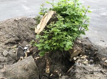 Выкорчевать пень