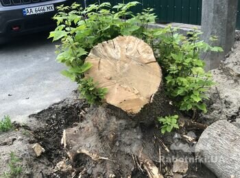 Выкорчевать пень