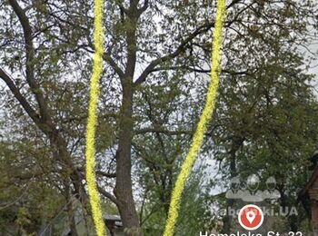 Срезать дерево (орех)