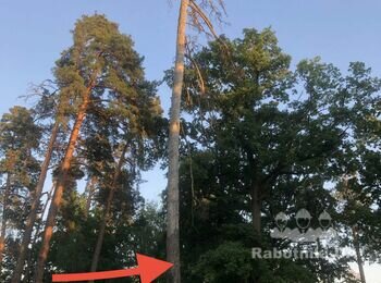 Спилить высокое дерево (сухая сосна)
