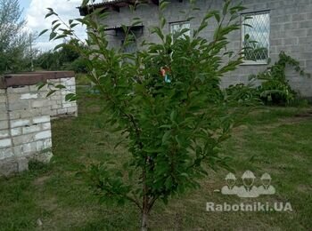 Строим дом 1 этаж газоблок