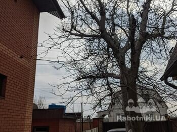 Знесення великого дерева. Крони над будинком