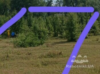 Спил деревьев и выкорчевывание пней