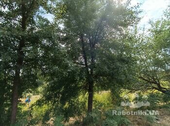 Спил деревьев и выкорчевывание пней