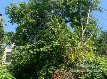 Зрубати дерева на території, прибрати та вивезти.