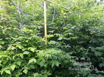 Мне нужен работник для расчистки двора 6 соток от клиентов .