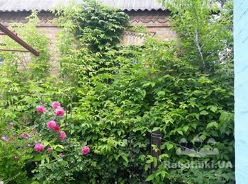 Мне нужен работник для расчистки двора 6 соток от клиентов .