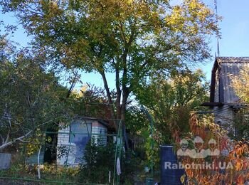 Обрізка верхушки горіха біля будинку