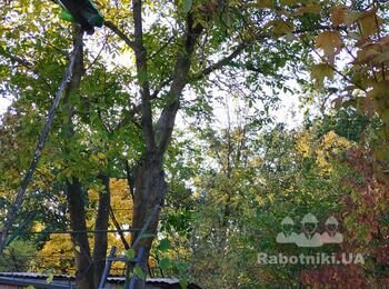 Обрізка верхушки горіха біля будинку
