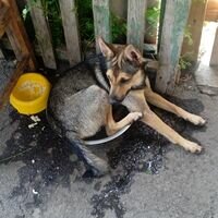 Майстер Ттімур Чягалідзе