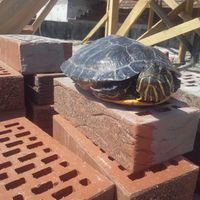 Мастер ПЕНОБЕТОН ЗАЛИВКА