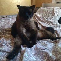 Майстер Штукатурка Ручна