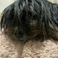 Мастер Максим Віюк