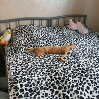 Мастер Василь Ботичан