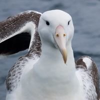 Бригада ОСТ Альбатрос