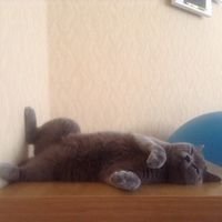 Мастер Тимур Нишонбоев