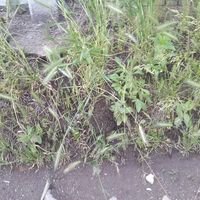 Майстер Людмила Коваленко