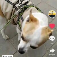 Мастер Руслан Панков